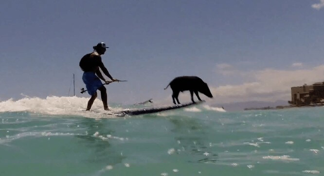 サーフィンをする黒豚!? ノーズライディングが可愛いすぎ
