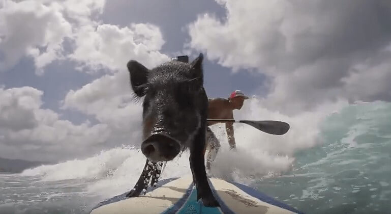 「乗らねえ豚は、ただの豚だ」黒の豚がサーフィン