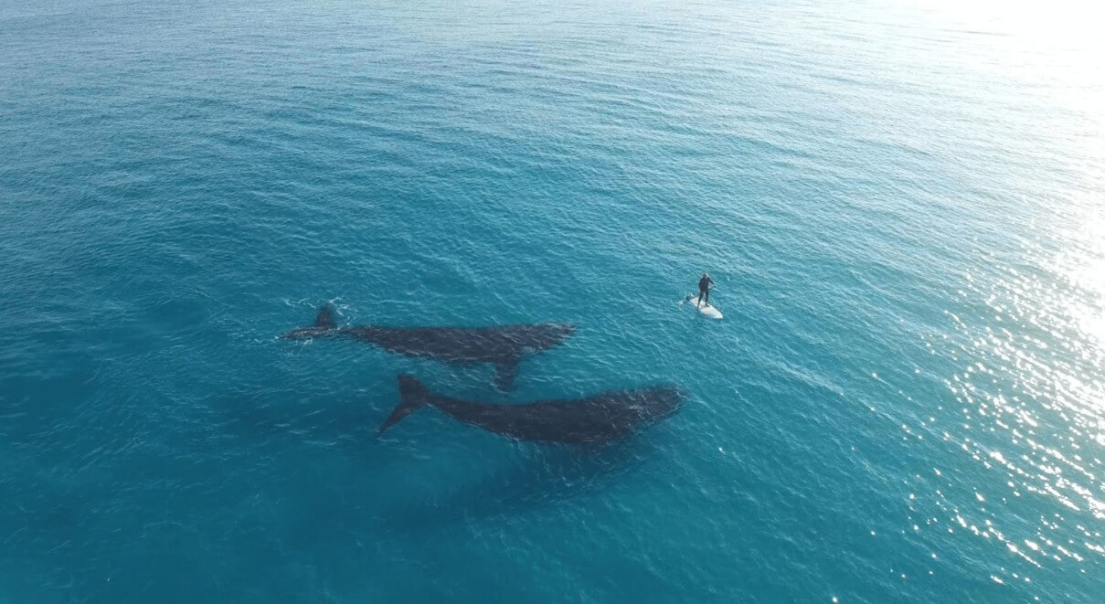 青い海を泳ぐ二匹のクジラとSUPの光景に癒される！